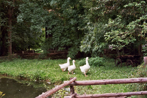 Auftritt im Freilichtmuseum Neuhausen ob Eck