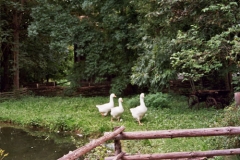 Auftritt im Freilichtmuseum Neuhausen ob Eck