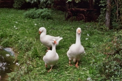 Auftritt im Freilichtmuseum Neuhausen ob Eck